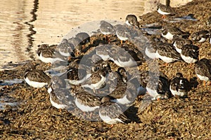 Turnstones, arenaria interpes, on sea shore