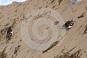 Turnstones on Southwold Beach, Southwold, Suffolk, England, UK