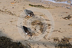 Turnstones on Southwold Beach, Southwold, Suffolk, England, UK