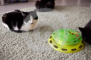 Turntable Cat Toy three layer. Funny Pet Toys Cat Crazy Ball Disk. Plate Play Disc Trilaminar.selective focus.
