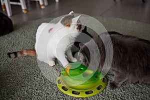 Turntable Cat Toy three layer. Funny Pet Toys Cat Crazy Ball Disk. Plate Play Disc Trilaminar.selective focus.