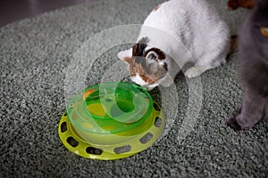 Turntable Cat Toy three layer. Funny Pet Toys Cat Crazy Ball Disk. Plate Play Disc Trilaminar.selective focus.