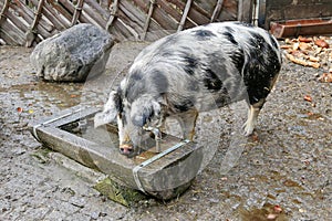 The Turopolje Pig, European white sow pig with black spots drink