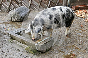The Turopolje Pig, European white sow pig with black spots drink photo