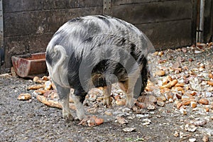 Turopolje Pig (Turopolje Schwein), European pig with black spots photo