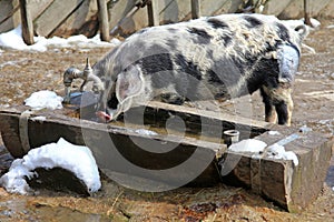 The Turopolje Pigs (Turopolje Schwein) photo