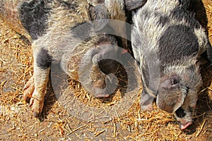 The Turopolje Pigs (Turopolje Schwein) photo