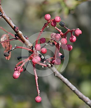 Turpentine Tree