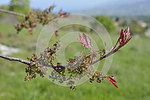 Turpentine Tree