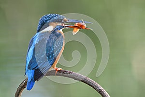 turqouise bird with big beaks taking live fish in her bills during morning meals, common kingfisher