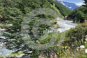 Turqouise stream, yellow flowers and daisies on the W Trek in Torres del Paine NP in Patagonia, Chile