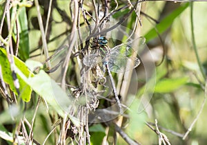 Turquiose-tipped Darner Dragonfly Rhionaeschna psilus Perched in Dense Vegetation Over Water in Jalsico, Mexico