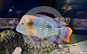 Turquoise acara, Andinoacara rivulatus is a freshwater fish from the cichlid family from the Pacific side of South