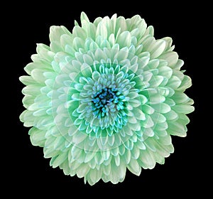 Turquoise-blue flower chrysanthemum, garden flower, black isolated background with clipping path. Closeup. no shadows. blue cent