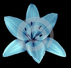 Turquoise-blue flower lily on a black isolated background with clipping path no shadows. Closeup.