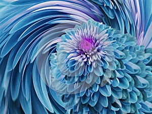 Turquoise-blue flowers chrysanthemum. blue-turquoise background. floral collage. flower composition. For design.