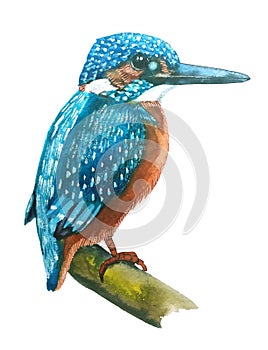 Turquoise blue Kingfisher with an orange breast