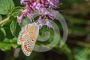 Turquoise Blue Polyommatus dorylas