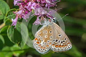 Turquoise Blue Polyommatus dorylas