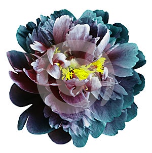 Turquoise-blue-red peony flower with yellow stamens on an isolated white background with clipping path. Closeup no shadows. For