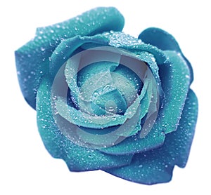 Turquoise-blue rose flower with dew. White isolated background with clipping path. Closeup. no shadows.