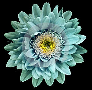 Turquoise-blue-yellow chrysanthemum flower isolated on black background with clipping path. Closeup no shadows. For design.