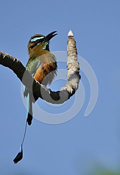 Turquoise-browed motmot