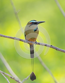 Turquoise browed motmot bird perched on branch.