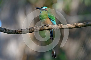 Turquoise-browed Motmot in Costa Rica photo