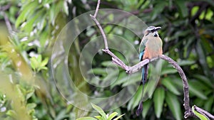 Turquoise-browed motmot Eumomota superciliosa