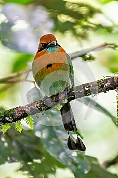 Turquoise-browed motmot - Eumomota superciliosa