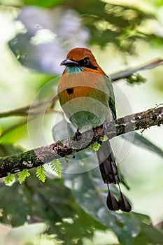 Turquoise-browed motmot - Eumomota superciliosa