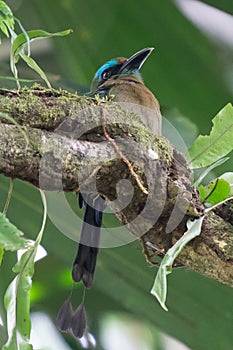 Turquoise-browed motmot - Eumomota superciliosa