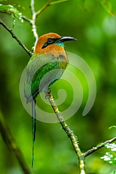 Turquoise-browed motmot - Eumomota superciliosa