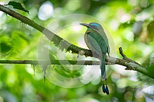 Turquoise-browed motmot - Eumomota superciliosa