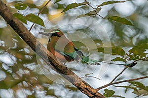 Turquoise-browed motmot - Eumomota superciliosa