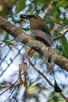 Turquoise-browed motmot - Eumomota superciliosa