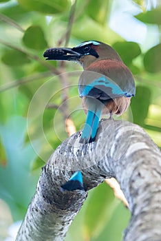 Turquoise-browed motmot - Eumomota superciliosa