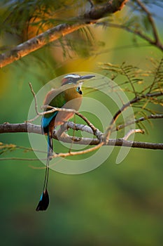 Turquoise-browed motmot - Eumomota superciliosa also Torogoz, colourful tropical bird Momotidae with long tail, Central America