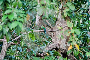 Turquoise-browed motmot Eumomota superciliosa , the national bird of El Salvador. National park El Imposible, El Salvad