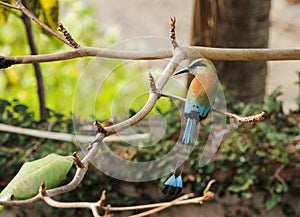 Turquoise-browed Motmot photo