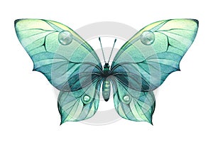 Turquoise butterfly with water drops and a pattern. Watercolor illustration. Isolated object. For decoration, design and