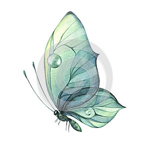 Turquoise butterfly with water drops and a pattern. Watercolor illustration. Isolated object. For decoration, design and