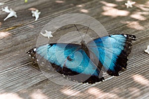 The turquoise butterfly on the wooden board