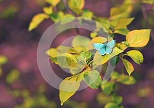 Turquoise butterfly on the yellow-green leaf on the background of brown and green foliage