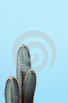 Turquoise cactus on blue background