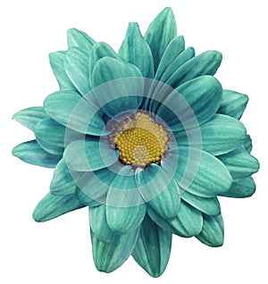 Turquoise chrysanthemum flower isolated on white background with clipping path. Closeup. no shadows. For design.