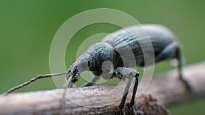 Turquoise Curculionidae on a twig macro, summer photo