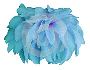 Turquoise Dahlia flower, white background isolated with clipping path. Closeup. with no shadows. for design.