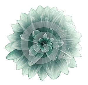 Turquoise Dahlia flower on a white  background.  Isolated  with clipping path. Closeup. with no shadows.